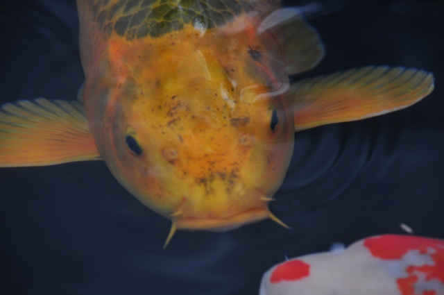 fish in a pond